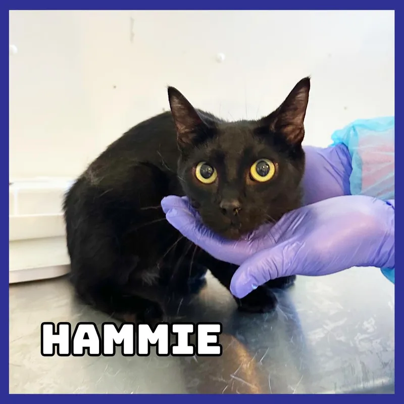 An adult medium-sized male Black Domestic Short Hair cat named Hammie for adoption in Glenwood, MN