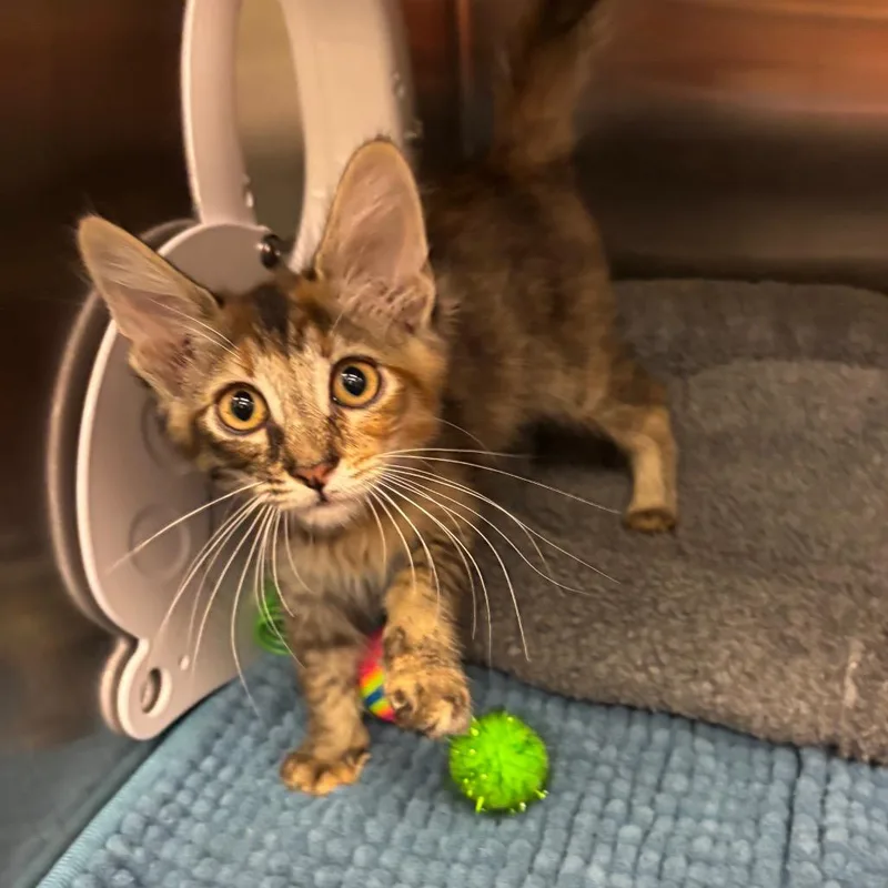 A baby small-sized female Torbie Domestic Long Hair cat named Sharpei for adoption in Los Angeles, CA