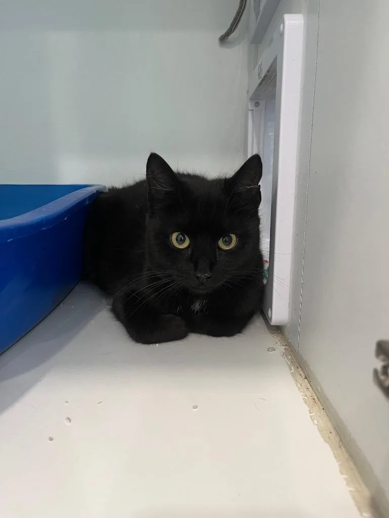 A young small-sized female Domestic Short Hair cat named Mitzi for adoption in Lunenburg, VT