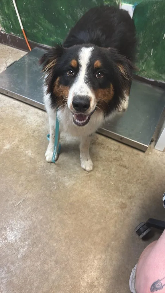A young medium-sized male Australian Shepherd dog named Creed for adoption in New Braunfels, TX