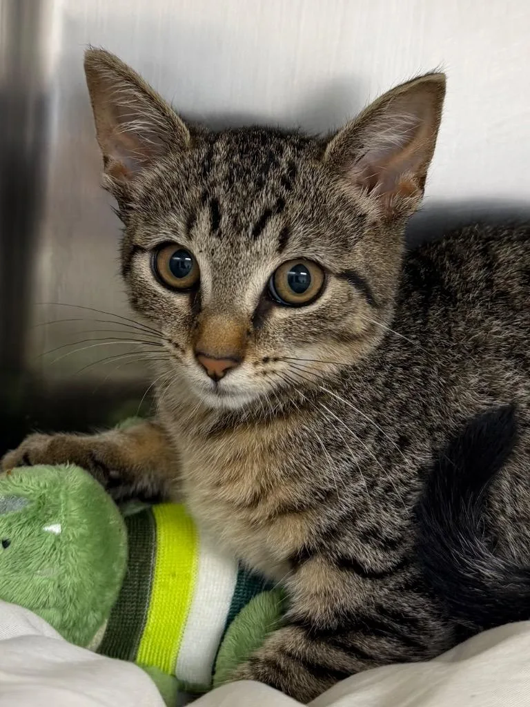 A baby medium-sized female Domestic Short Hair cat named Apple for adoption in Pomona, NY