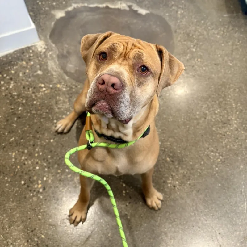 An adult extra large-sized male Yellow / Tan / Blond / Fawn Dogue de Bordeaux dog named Lord for adoption in Louisville, KY