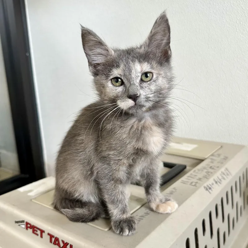 A baby small-sized female Gray / Blue / Silver Domestic Medium Hair cat named Edith Pl for adoption in Union, MO