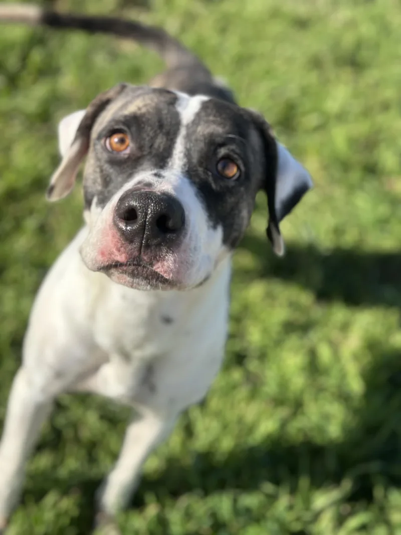 Sweet Tea thumbnail 2