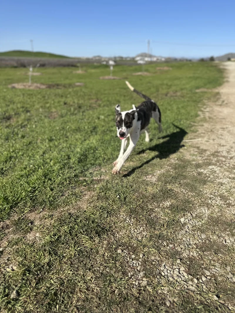 Sweet Tea thumbnail 3