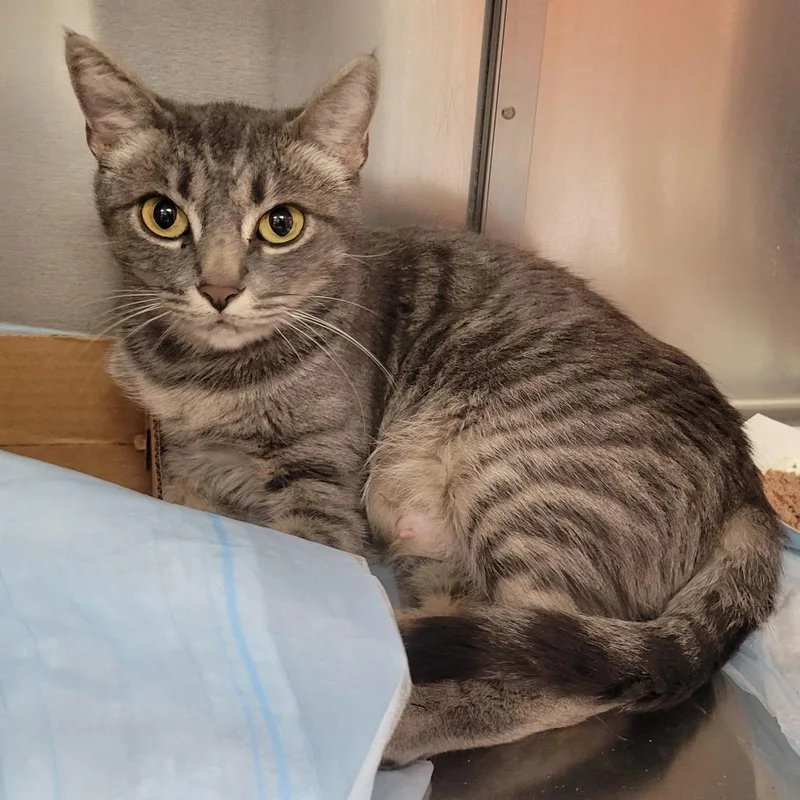 An adult small-sized female Gray / Blue / Silver Domestic Short Hair cat named Mockingjay for adoption in Westminster, CA