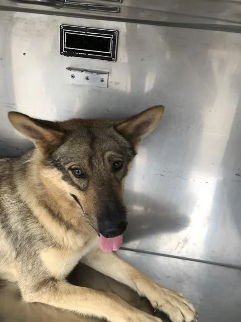 An adult large-sized male Mixed Breed dog named Lobo for adoption in Dallas, TX