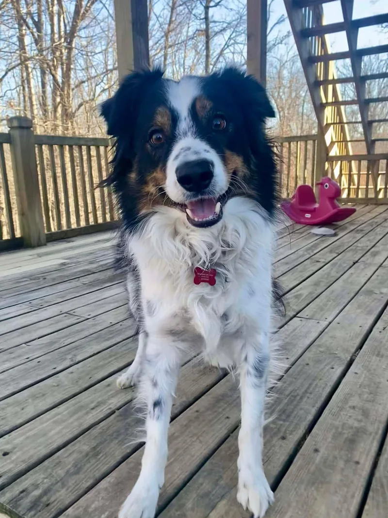 Chou Chou thumbnail 2