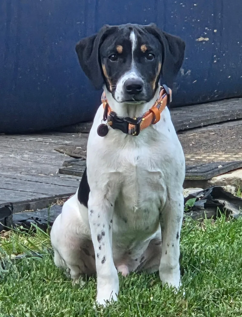 A baby medium-sized male Tricolor (Brown, Black, & White) Beagle dog named Milo for adoption in Jeffersonville, IN