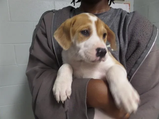 A baby small-sized female Pit Bull Terrier dog named Andromeda for adoption in Augusta, GA