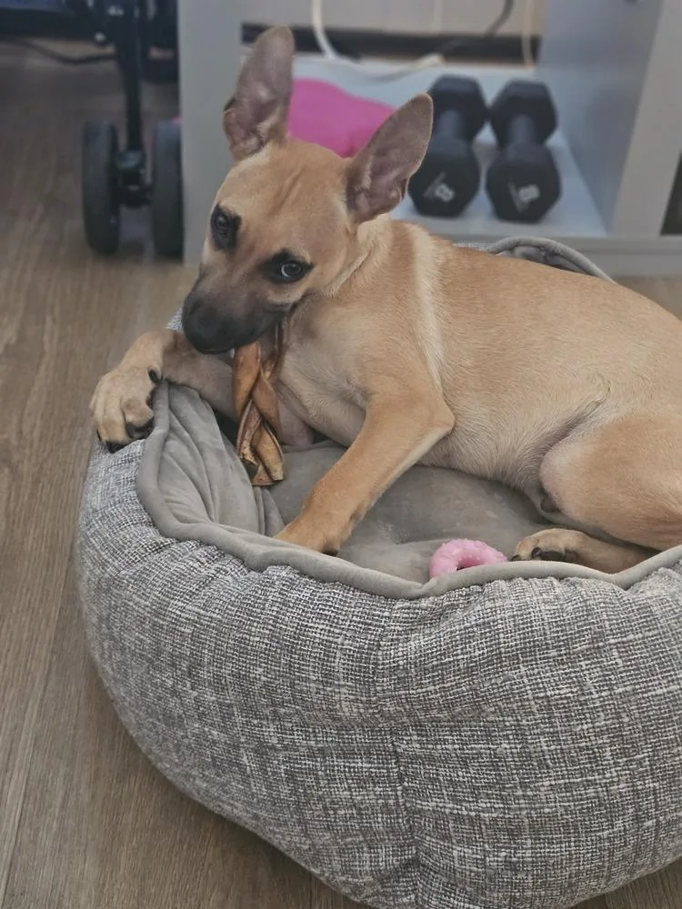 Teddy thumbnail 3