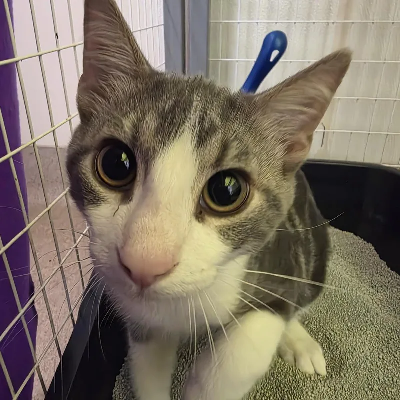 A baby medium-sized male Gray / Blue / Silver Domestic Short Hair cat named Foof for adoption in Oshkosh, WI