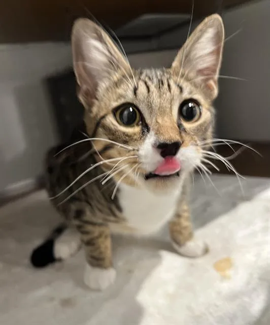 A young small-sized male Domestic Short Hair cat named Gato for adoption in San Francisco, CA