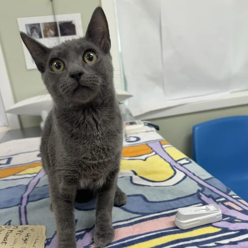 A young medium-sized male Domestic Short Hair cat named Solitaire for adoption in East Smithfield , PA