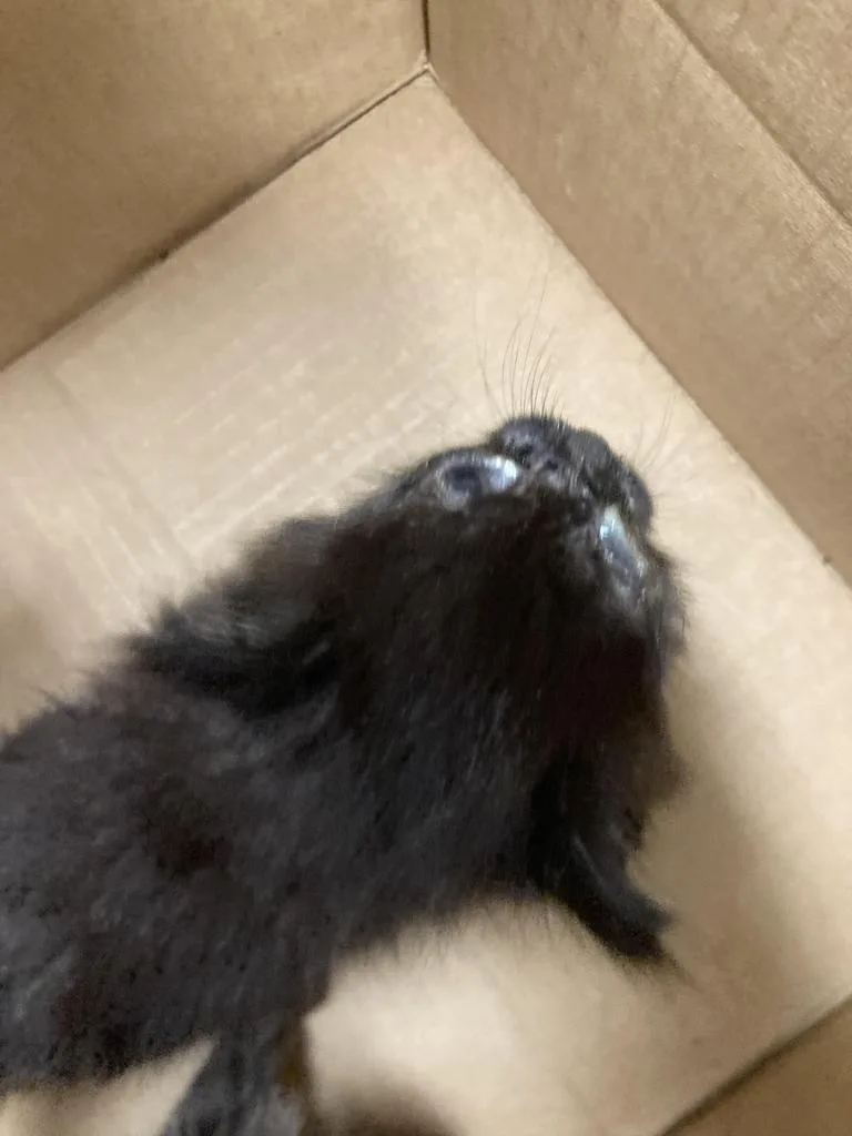 A baby medium-sized male Domestic Short Hair cat named Richie for adoption in Burnsville, NC