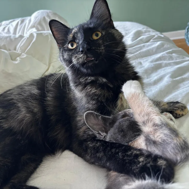 A young medium-sized female Tortoiseshell Domestic Short Hair cat named Swallowtail for adoption in Evanston, IL