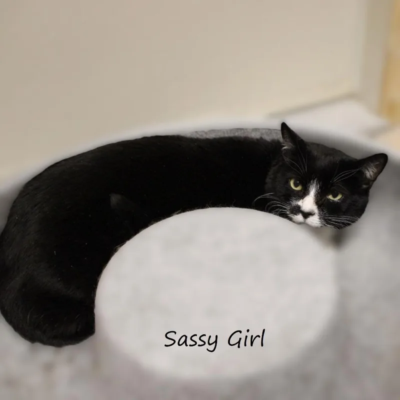An adult small-sized female Black Domestic Short Hair cat named Sassy Girl for adoption in Yucaipa, CA