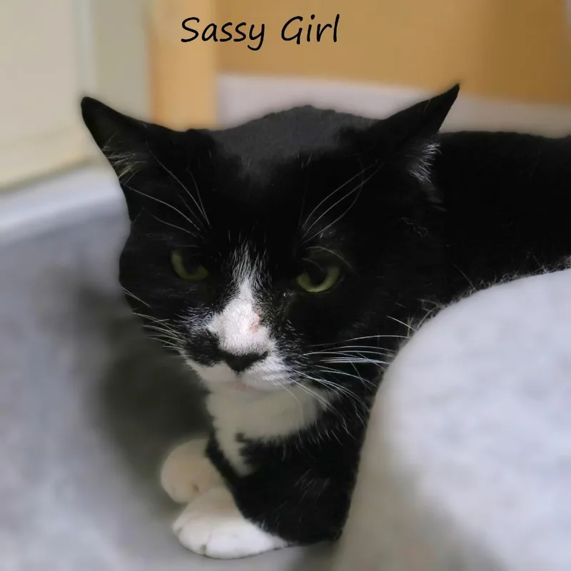 Sassy Girl thumbnail 2
