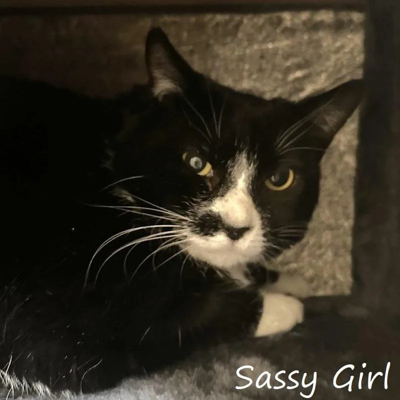 Sassy Girl thumbnail 3