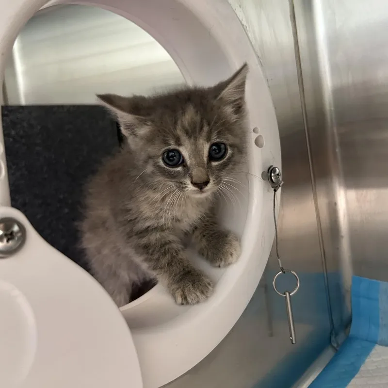 A baby small-sized female Gray / Blue / Silver Domestic Short Hair cat named Rumble for adoption in Greensboro, NC