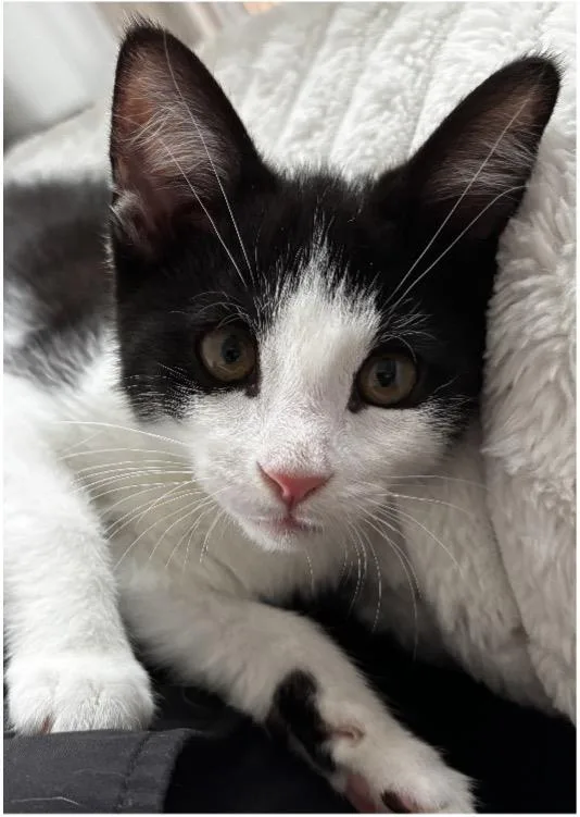 A baby small-sized male Domestic Short Hair cat named Big Foot for adoption in Beacon, NY