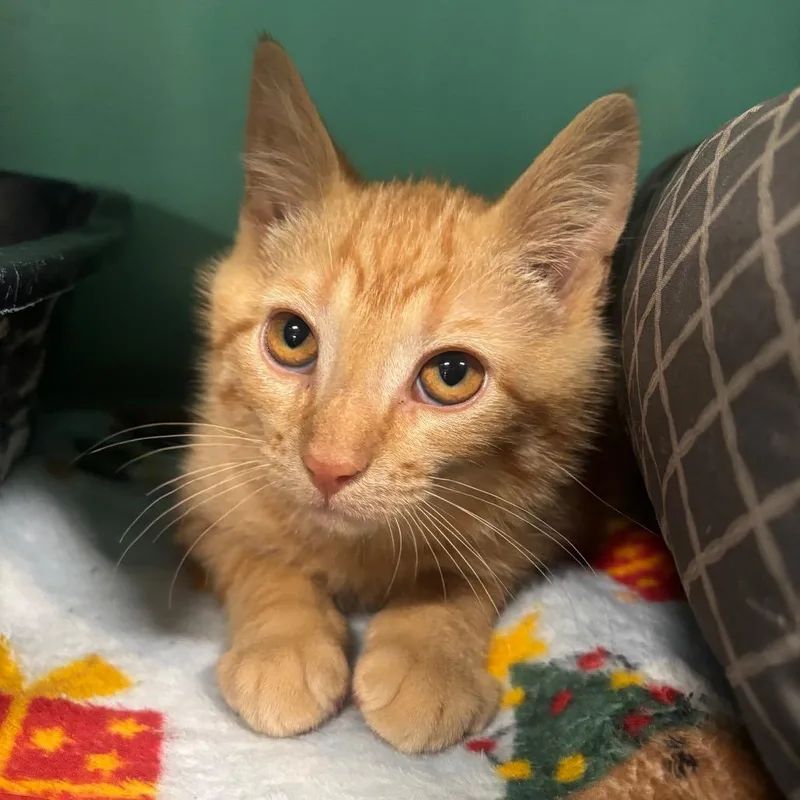 A baby small-sized male Orange / Red Domestic Short Hair cat named Teeter C for adoption in Napoleon, OH