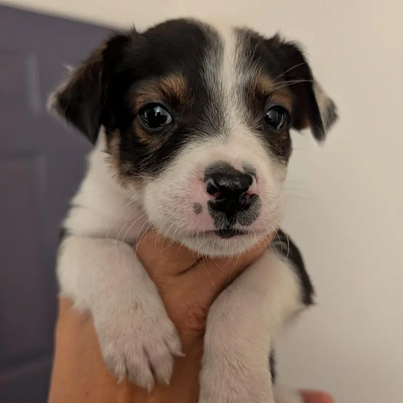 A baby small-sized male Black Mixed Breed dog named Corn Dog for adoption in Park City, UT
