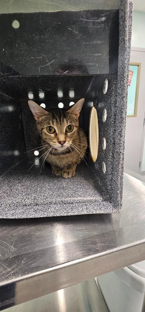 A young small-sized female Domestic Short Hair cat named Dorothy for adoption in Athens, TN