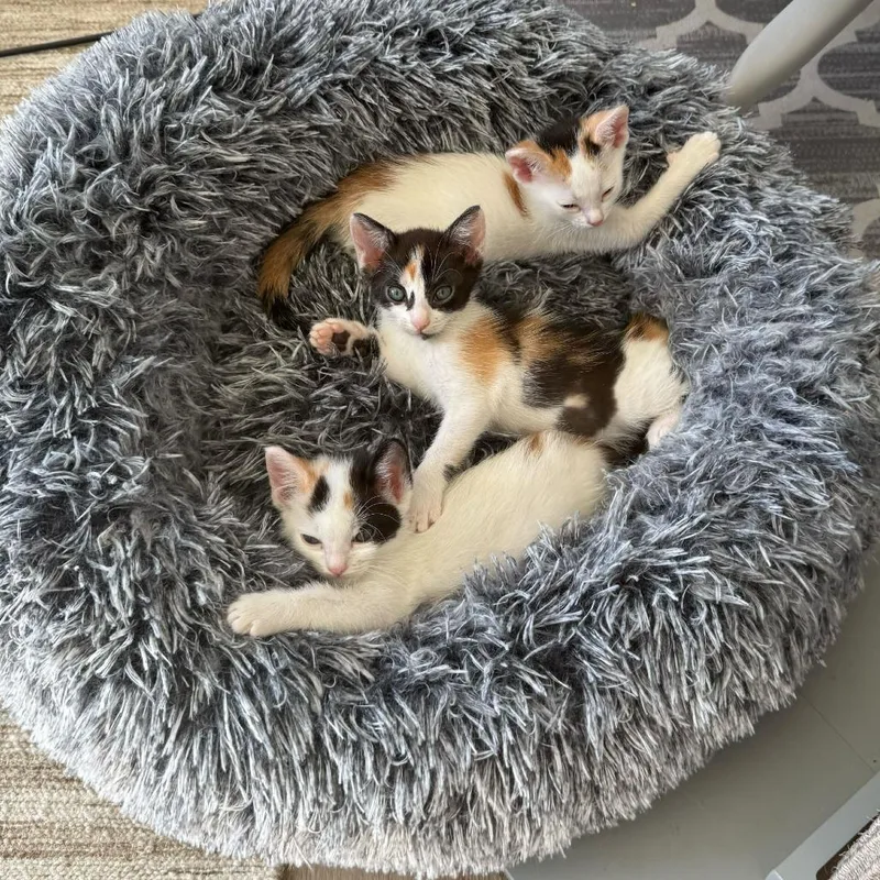 A baby small-sized female White Domestic Short Hair cat named Bagel for adoption in Escondido, CA