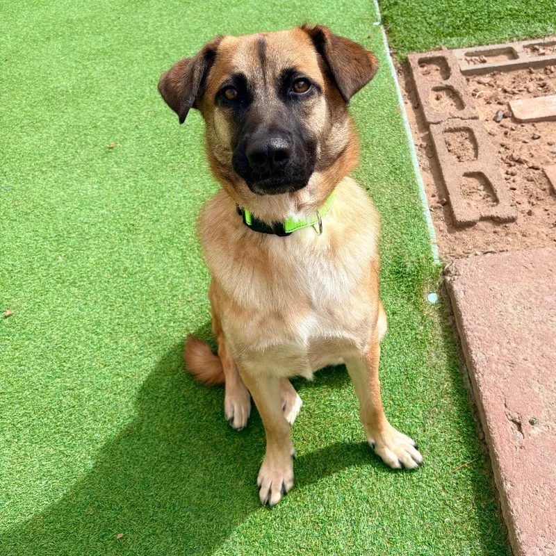 Butters  Paws thumbnail 4