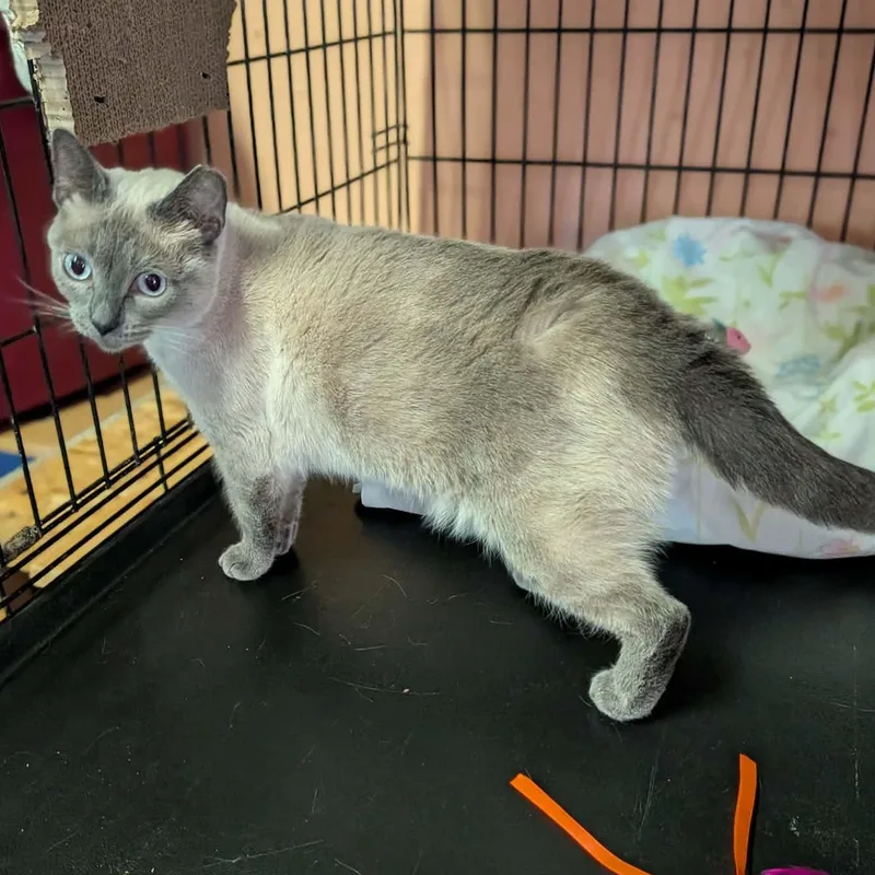 An adult medium-sized female Blue Point Siamese cat named Kaida for adoption in Fairborn, OH
