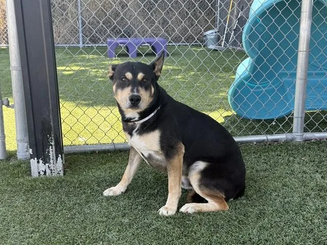 An adult large-sized male Bull Terrier dog named Bear for adoption in Gardena, CA