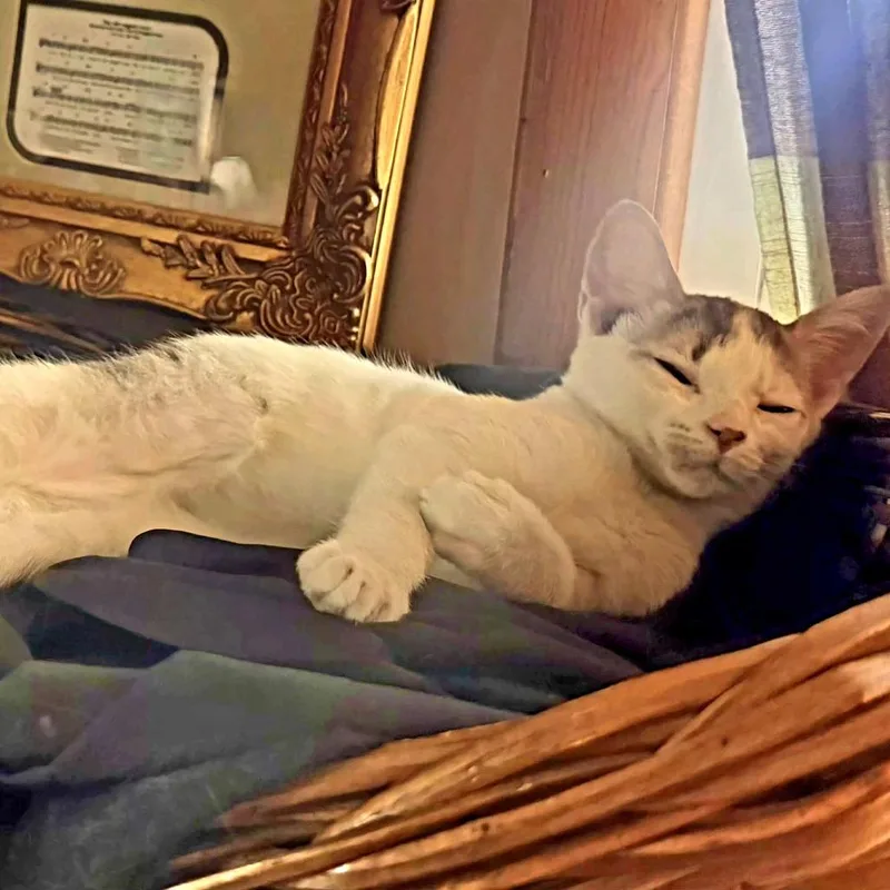 Cersei