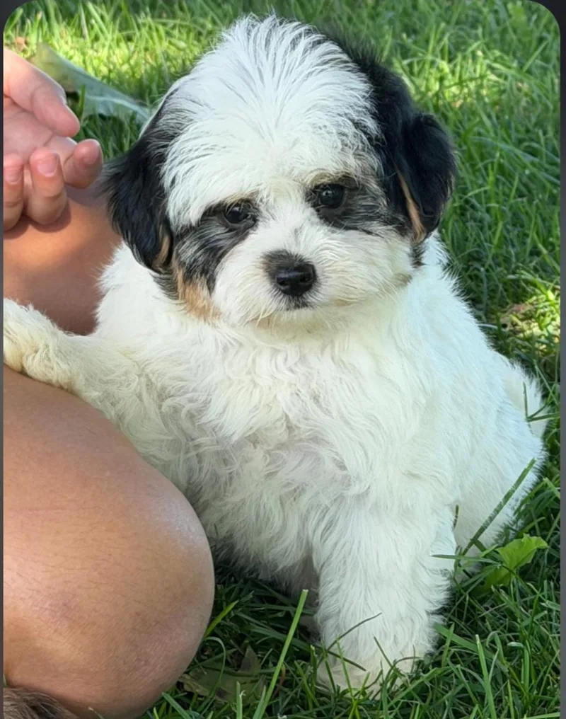 A baby small-sized female Yorkie Poo dog named Trisha for adoption in Liberty Center, OH