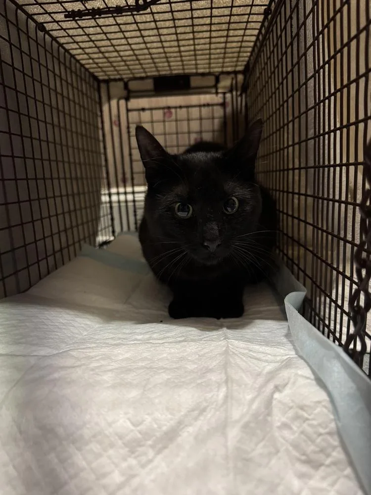 Blackjack Branch thumbnail 2