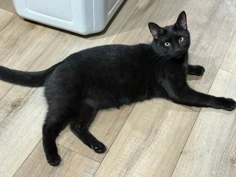 Blackjack Branch thumbnail 3