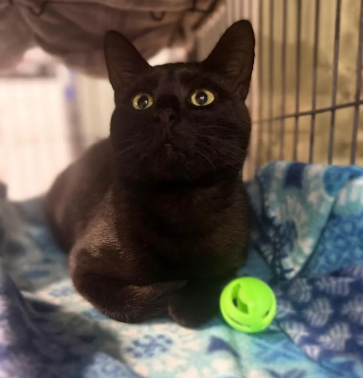 Blackjack Branch thumbnail 4