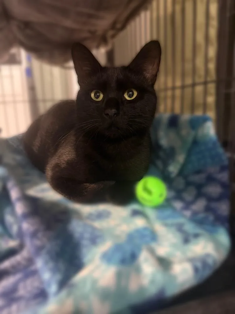 Blackjack Branch thumbnail 5