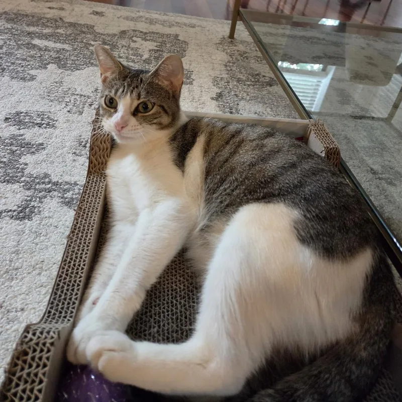 An adult large-sized female White Domestic Short Hair cat named Bayleaf for adoption in Chicago, IL