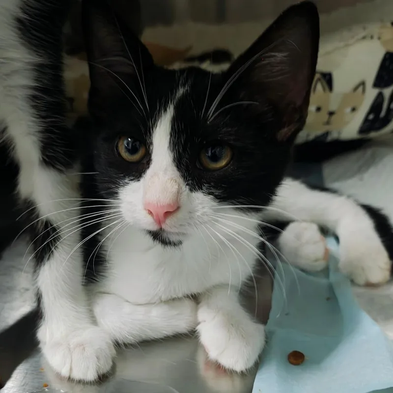 A baby small-sized female Black Domestic Short Hair cat named Chamomile for adoption in Parkland, FL