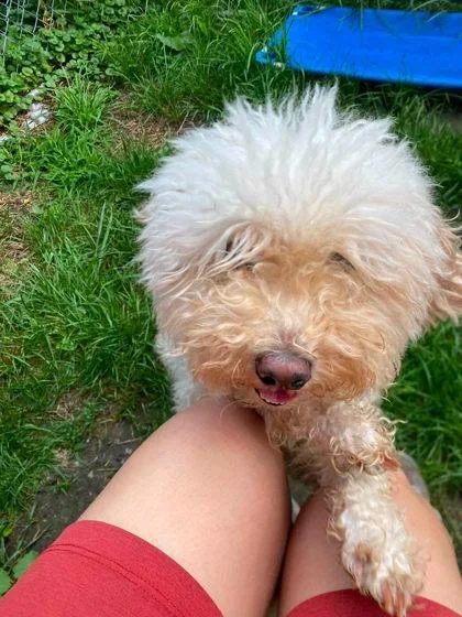 A young small-sized male Bichon Frise dog named Moonshine for adoption in Hobart, IN