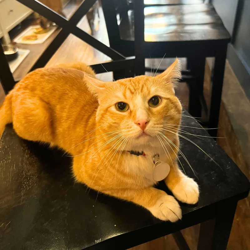 Tony The Tiger & thumbnail 3