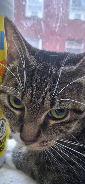 An adult medium-sized female Domestic Short Hair cat named Harbor for adoption in Ridgewood, NY