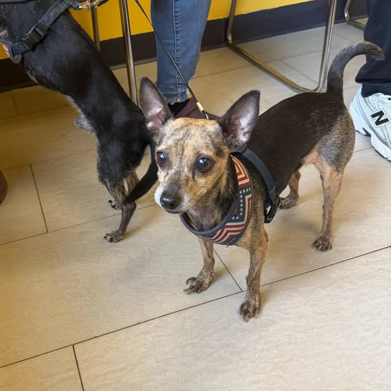 A senior small-sized female Chihuahua dog named Rita for adoption in Newark, NJ