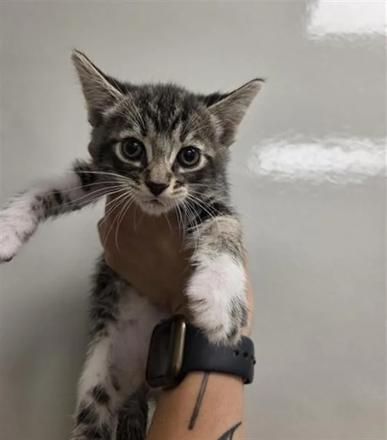 A baby small-sized female Domestic Short Hair cat named Spooky for adoption in Ontario, CA