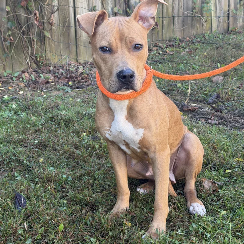 A young medium-sized female Yellow / Tan / Blond / Fawn Staffordshire Bull Terrier dog named Hazel for adoption in Maynardville, TN