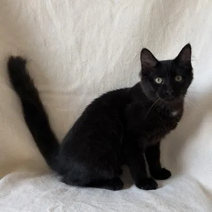A young medium-sized male Domestic Short Hair cat named Kermit for adoption in Buffalo, MN