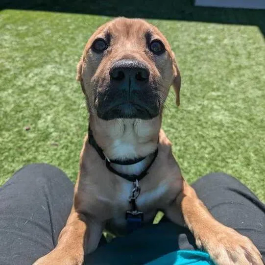 A young small-sized male Brown / Chocolate Mixed Breed dog named Scoobydoo for adoption in Matteson, IL