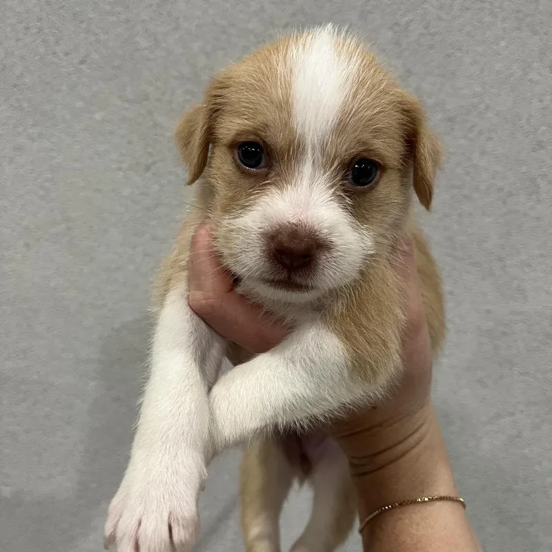 A baby small-sized female Shih Tzu dog named Rumi for adoption in Brownsville, TX