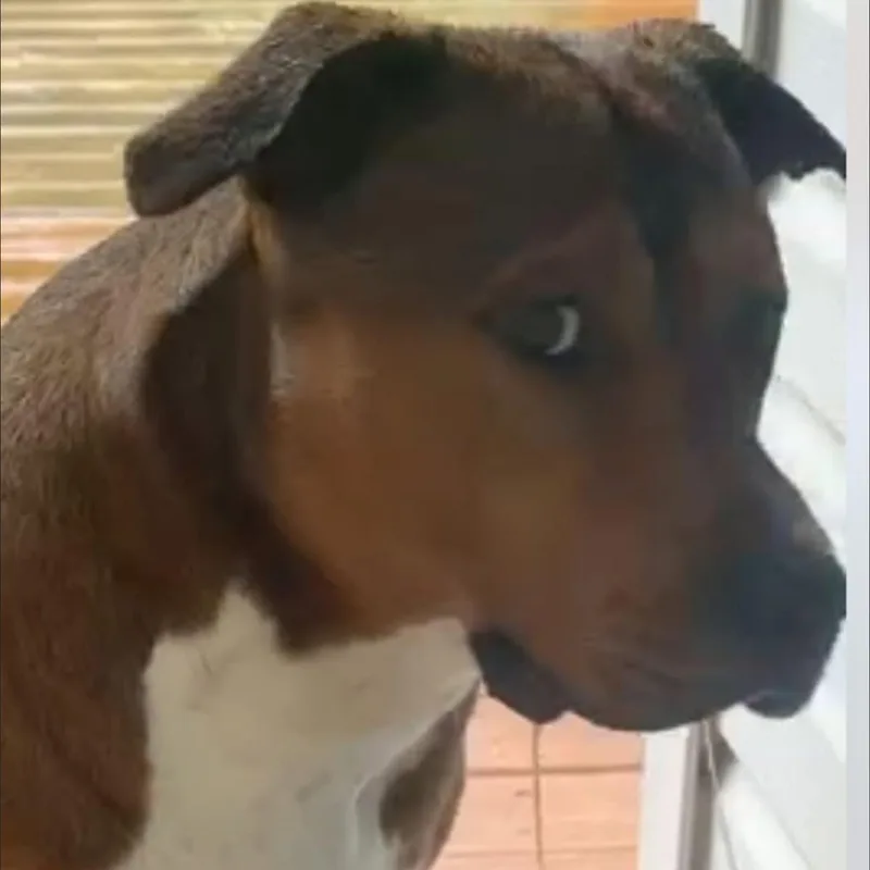 Dexter thumbnail 2